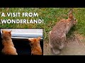 🐱 🐱 Cats Meet A Rabbit From Wonderland! 🐰 🐰