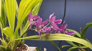 Zygonisia Murasakikomachi in bloom/indoor orchid grow set up tour