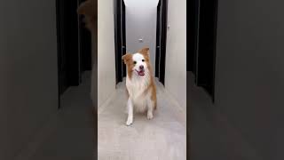 🐶Aise Banate Hai TikTok😂 #shorts #viral #trending #funnyvideo