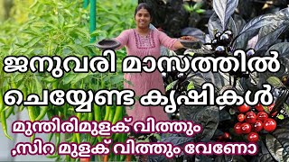 ജനുവരി മാസത്തിൽ ചെയ്യേണ്ട കൃഷികൾ |January month krishi|Malayalam