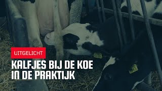 Uitgelicht | Kalfjes bij de koe in de praktijk