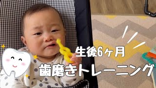 【赤ちゃんの歯磨き】歯磨きトレーニング始めました【生後6ヶ月】