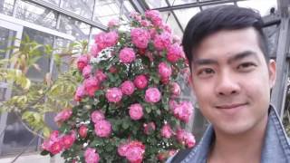 Keisei Rose Garden -CHIBA, JAPAN -May05, 2016