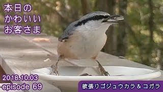 【欲張りゴジュウカラ＆コガラ】トレイルカメラで野鳥小動物観察！八ヶ岳別荘本日のかわいいお客さま ep69:2018-10-03