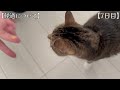 【難病】84日後に難病を克服する猫　７日目【fip】【猫動画】