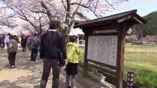 がいせん桜2014 新庄村 キョロキョロ編 mususukunjp