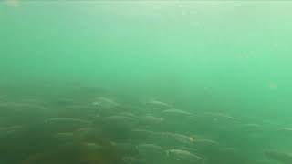 Herring footage from Kye Bay 2022.3.2