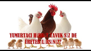 #HİBRİT YUMURTA TAVUĞU HANGİ IRKLARDAN OLUŞUR? #MELEZ #RIR RHODE ISLAND RED #LİGORİN ISA #TİNDET