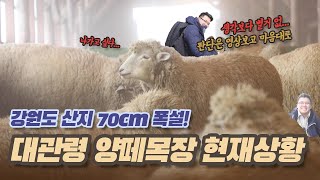 [좋아요 대한민국] 70cm 폭설이 온날 대관령 양떼목장 현재상황! #양떼목장