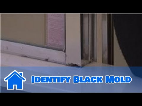 Housecleaning Tips : How to Identify Black Mold Housecleaning Tips : How to Identify Black Mold