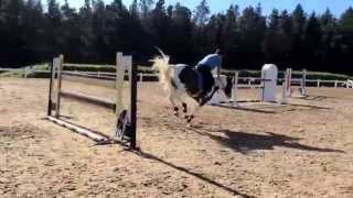 T 148cm 8 yr gelding 1.30cm course