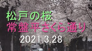 松戸『常盤平さくら通り』五香 ⇒ 八柱 桜は満開でした。 2021年3月28日