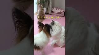 パピヨン2匹の猫にちょっかいをだす