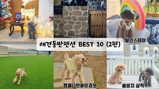 까다로운 토이푸들 견주가 추천하는 애견동반펜션 BEST 10 (2편)