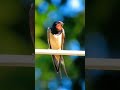 swallow bird sound effect (Barn swallow) nature sounds