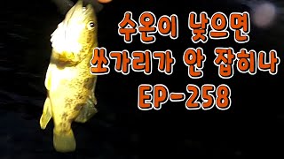 쏘가리는 수온에 따라 조과가 달라져요  EP-258