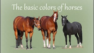 Basic Horse Color Genetics - and introduction