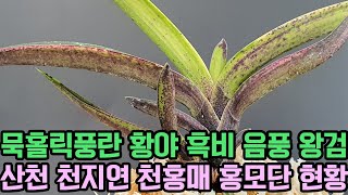 묵홀릭풍란 황야 흑비 음풍 왕검 산천 천지연 천홍매 홍모단 현황 (풍란부귀란) [꽃밭에서 난원]난테크 재테크 식테크 초특가 춘란 orchid 반려식물 키우기 취미 명품풍란