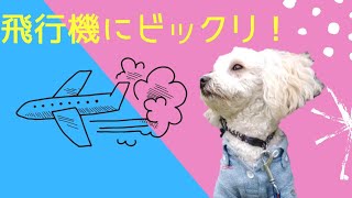 飛行機にビックリ‼マルックスのふ〜ちゃん【マルチーズxミニチュアダックスフンド】