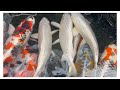 【錦鯉通販】カッコいい錦鯉販売します#koifish #koi #泳ぐ宝石錦鯉