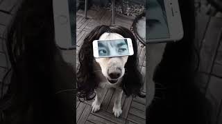 ആഹാ എന്താ എക്സ്പ്രഷൻ 🤣🤣.#funny#shorts#trending#viral#funnyvideo#comedy#funnyshorts#dogfunny