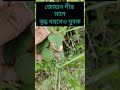 জোয়ান পীর health viral nature food pctv