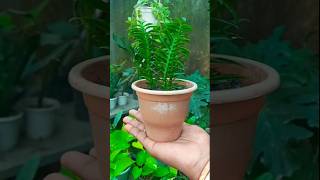 Devil backbone plant propagation with zero cost #trending #propagation #shorts