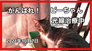 がんばれ！ピーちゃん光線治療中2021.10.7