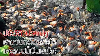 ประวัติ 'ปลาเปคู' เข้ามาในไทยได้อย่างไร? และตอนนี้เป็นเช่นไร?