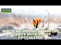 🌱When do Spring Blooming Plants need Frost Protection🌱