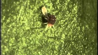 Predator mite and adult female European red mite.