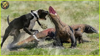 Chaotic Battles When Lizard Reckless Rushes Into The Dog's Territory | Animal Fighting