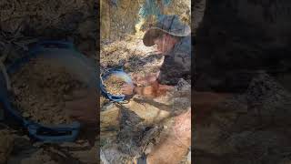 Gold Panning an Alluvial Creek