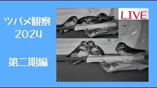 ツバメの見守り2024 第二期 お泊り編 🐤×4 11日目