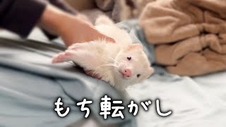 Ferret training is extremely sweet