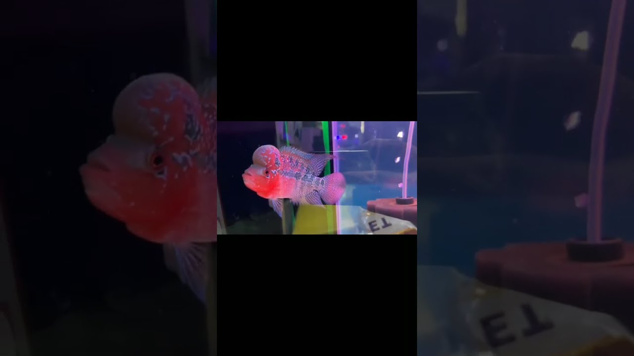 5 Hal Perawatan Dasar Kucing 5 Basic Cat Care Things Housepetscare