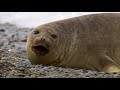 elephant seals come ashore to breed wildest latin america