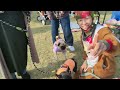 サンタコス親子がドッグフェスに潜入してみた【2022鼻短犬祭】ブルドッグミルクチャンネル