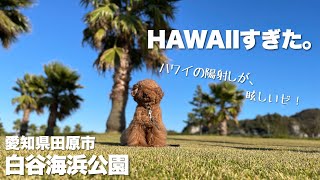 【犬と散歩】白谷海浜公園！愛知県田原市！もはやハワイ！止めないと永遠に遊ぶ犬。トイプードル　多頭飼い