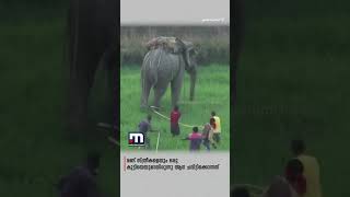 കൊലയാളി ആനയെ പിടികൂടി വനംവകുപ്പ് | Mathrubhumi News | UttarPradesh | Elephant