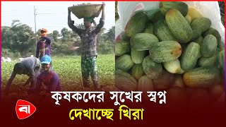 মেঘনায় খিরার বাম্পার ফলনে অধিক লাভের স্বপ্ন দেখছে কৃষক | Meghna | Khira | Farmers | PB