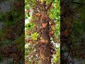 naga lingam నాగ సర్పం flowers tree