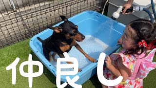 【仲良しきょうだい🐶👧🏻】〜ミニピン・エイトと娘の日常癒しVlog〜