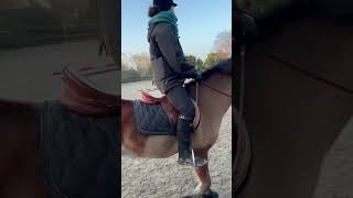 Reprise des cours 20 ans plus tard #horse #horseriding