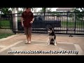 petoasis jaguar alaskan malamute ep01