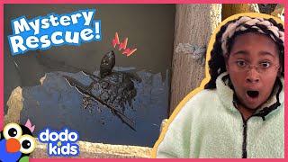 Mystery Rescue! What Kind Of Animal Is Stuck In This Box? | Dodo Kids | Rescued!
