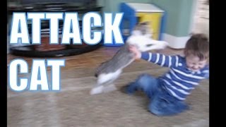 Attack Cat