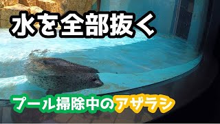 【アザラシ赤ちゃん】プールの水抜き掃除　アザラシ赤ちゃん成長記録31　生後71日目 　Spotted Seal Growth Record (Day 71)