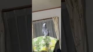 饒舌なヨウムの金太郎👅🐦