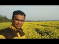 সরিষা ফুলের রাজ্যে সরিষা ফুল সরিষা ক্ষেত kingdom and field of mustard flower tangail dec 24